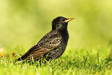 Image showing common grey starling on lawn