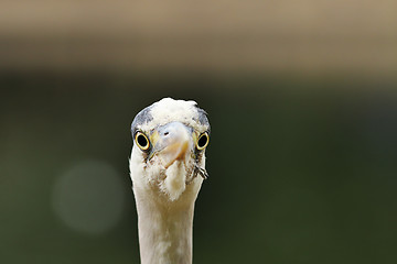 Image showing portrait of Ardea cinerea