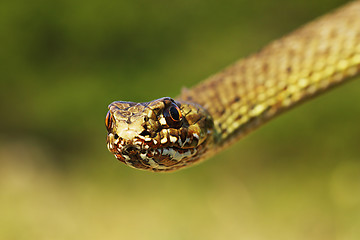 Image showing detail of eastern montpellier snake