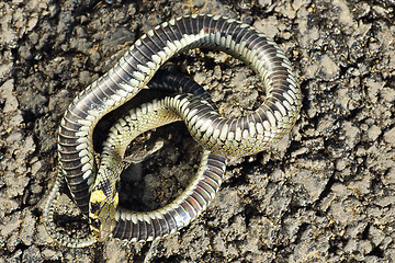 Image showing grass snake showing thanatosis behaviour on ground