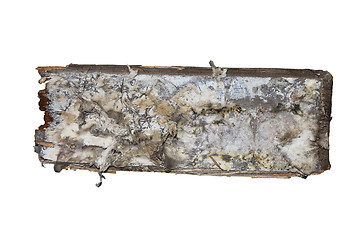 Image showing dry rot mycelium on isolated wood wood piece