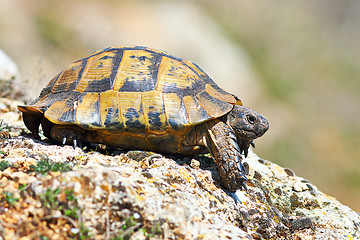 Image showing profile view of Testudo graeca in natural habitat