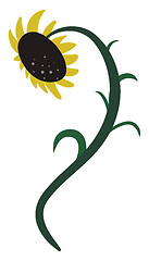 Image showing Drawing of a sunflower vector or color illustration