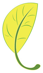 Image showing A beautiful yellow leaf with green veins and green margin runnin