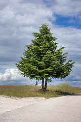 Image showing a lonely fir tree at the road