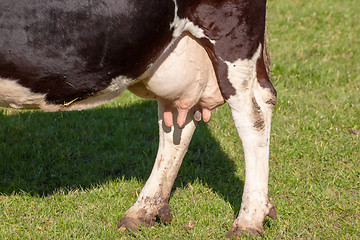 Image showing cow in the green grass