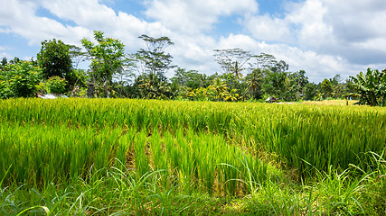 Image showing Lush green rice field or paddy in Bali