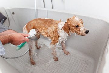 Image showing bathing a cute dog