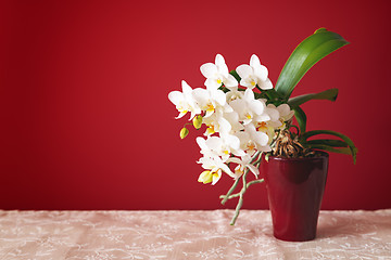 Image showing white small phalaenopsis orchid flower