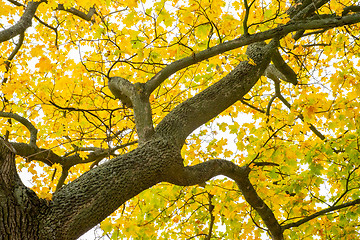 Image showing autumn leaf tree