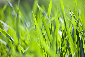 Image showing Field of green grass. 