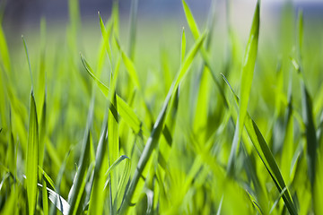 Image showing Field of green grass closeup. 