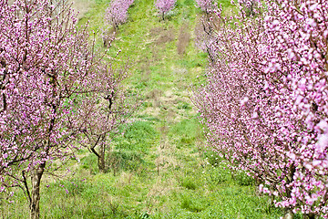 Image showing Spring peach garden, pink blossoms and green glass.