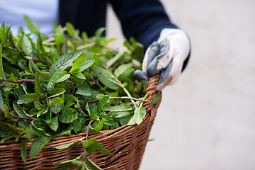 Image showing gardening wooden basket with herbs