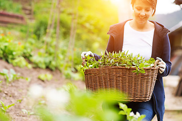 Image showing woman gardening