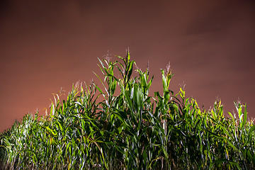 Image showing corn field