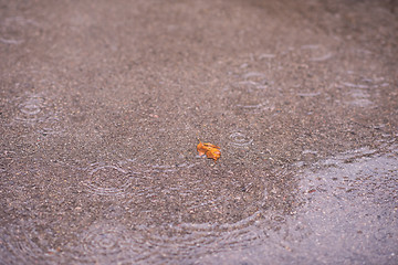 Image showing leave on wet asphalt road