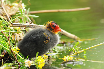 Image showing common eurasian coot young chick near the nest