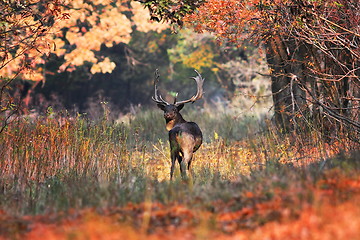 Image showing fallow deer buck in beautiful autumn setting