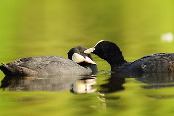 Image showing pair of cute common coots