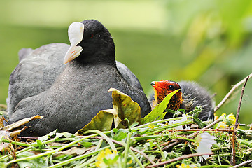 Image showing common coot with chick on nest