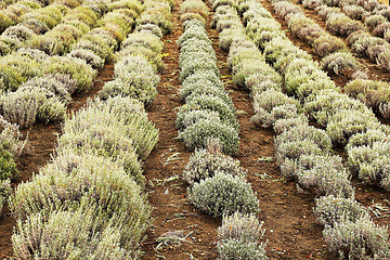 Image showing young lavander field