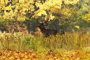 Image showing beautiful fallow deer in autumn forest