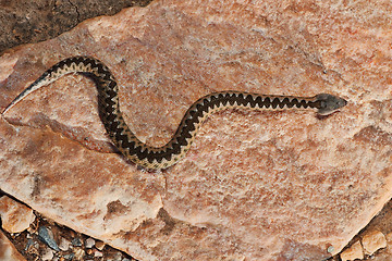 Image showing juvenile sand viper basking on a rock in natural habitat