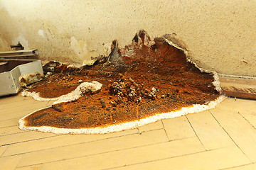 Image showing dry rot fruiting body