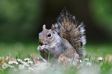 Image showing cute grey squirrel standing on lawn in the park 