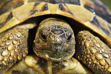 Image showing portrait of shy greek turtoise