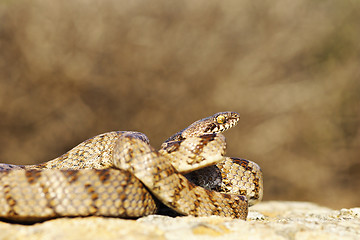 Image showing cat snake, full length of juvenile reptile