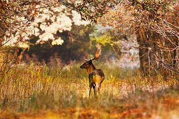 Image showing fallow deer buck in beautiful autumn forest setting