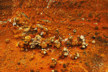 Image showing macro shot of dry rot fruiting body