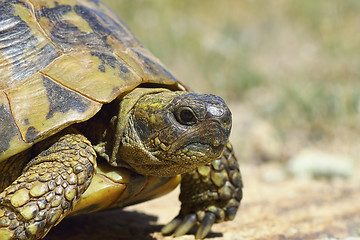 Image showing greek turtouise closeup, side view