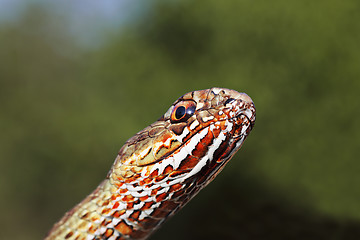 Image showing macro portrait of colorful eastern montpellier snake