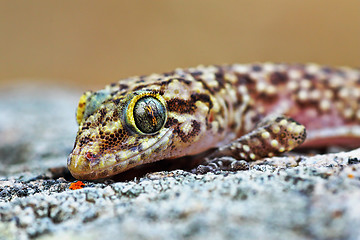 Image showing mediterranean house gecko portrait