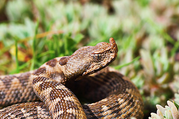 Image showing closeup of nose horned viper in natural environment