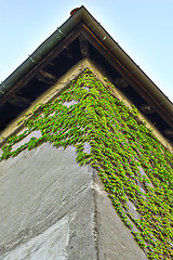 Image showing wild ivy growing on house wall