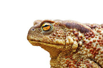 Image showing isolated portrait of brown toad