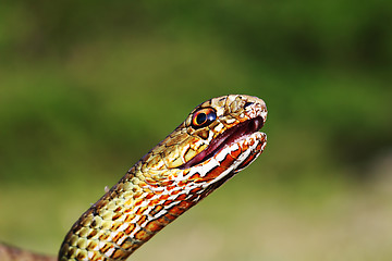 Image showing angry eastern montpellier snake