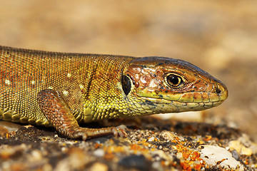 Image showing closeup of juvenile green lizard