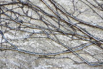 Image showing ivy roots on old building wall