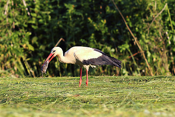 Image showing hungry white stork hunting rat