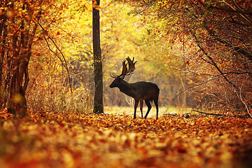 Image showing deer stag in colorful autumn forest