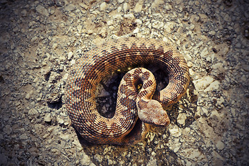 Image showing dangerous european viper basking on stone