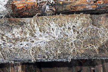 Image showing mine fungus mycelium on old beam