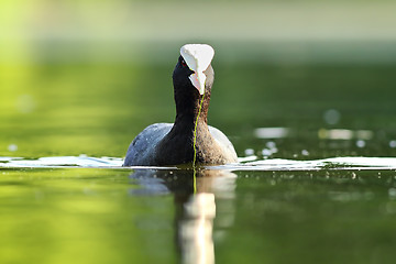 Image showing eurasian coot on pond