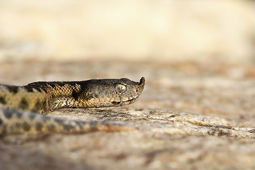 Image showing macro shot of european nose horned viper