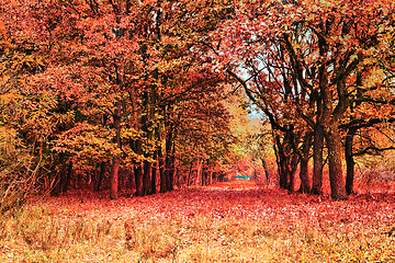 Image showing reddish forest in late autumn